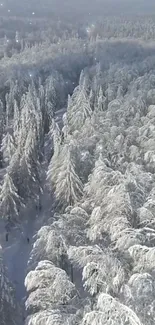 Aerial view of a snow-covered winter forest with tall frosty trees.