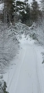 Serene winter path through snowy forest trees, perfect for nature lovers.