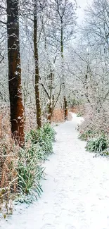 Serene snowy path through a winter forest with frosted trees.