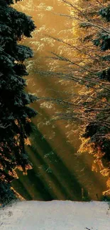 Winter forest with golden sunlight streaming through trees.