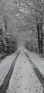 Snow-covered forest path in winter serenity.