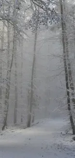 A serene winter forest path with snow-covered trees and a misty atmosphere.