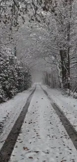 Snowy forest path with overhanging trees in winter.