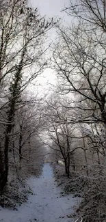 Snow-covered forest path in winter