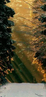 Golden sunlight through snowy forest trees on a tranquil winter path.