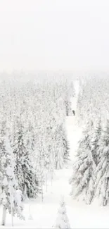 Snow-covered forest pathway in winter setting.