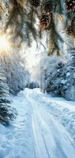 Peaceful winter forest pathway with sunlight and snow-covered trees.