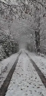 Winter forest road covered in snow.