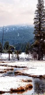 Serene winter forest scene with snow and stream.