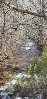 Serene winter forest stream with bare trees and flowing water.