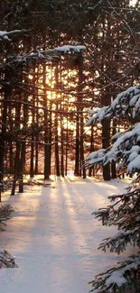 Snow-covered forest path at sunset with golden light filtering through trees.