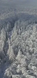 Aerial view of a peaceful snow-covered forest.