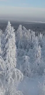 Snow-covered forest with tall trees in winter.