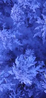 Aerial view of snow-covered trees in a blue-hued winter forest.