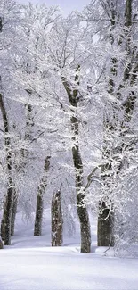 Snow-covered trees in a tranquil winter forest scene.