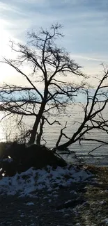 Peaceful winter lake scene with trees and gentle sun reflection on water.