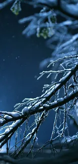 Snow-covered branches under a starry night sky.