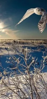 Owl soaring over a sunlit, snowy landscape in winter.