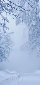 Serene snowy path framed by frosty branches in misty winter landscape.