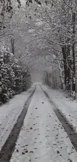 Snowy forest path under a blanket of white.