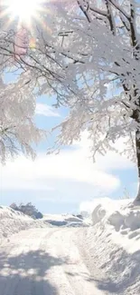 Snowy path through a serene winter landscape with sunlit trees.