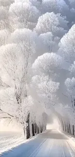 Snowy road lined with frosty trees in winter.