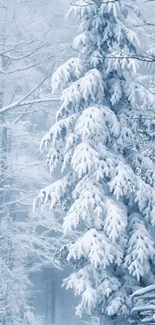 Snow-covered trees in a winter forest