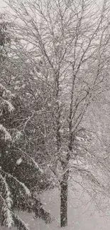 Serene snowy winter scene with trees.