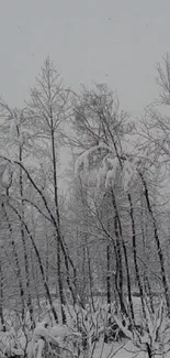 Serene snowy forest in winter tranquility.