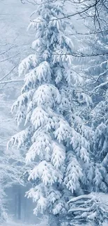 Tranquil snowy forest scene in winter light.