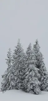 Snow-covered trees in a serene winter scene under a light gray sky.