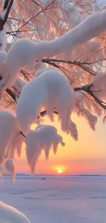 Snow-covered branches with a sunset on a winter landscape.