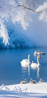 Winter scene with swans on a serene, icy lake under frosty branches.
