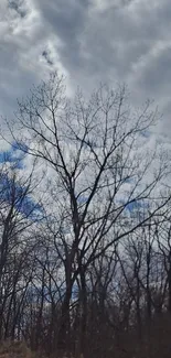 Leafless trees under a cloudy sky.