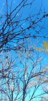 Serene winter landscape with bare trees against a clear blue sky.