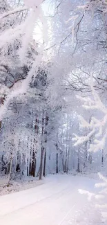 Snow-covered forest path in a serene winter wonderland scene.