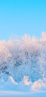 Serene winter scene with frosted trees under a blue sky.