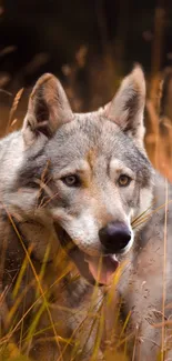 Serene wolf in a golden autumn field, captured in stunning detail.