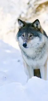 Majestic wolf standing in snowy landscape, exuding tranquility.