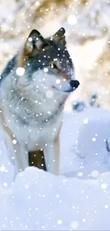 A lone wolf standing amidst a snowy winter landscape with falling snow.