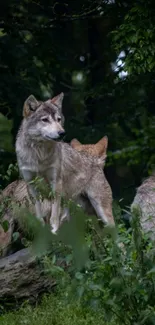 Wolves standing in a lush green forest.