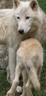 Majestic wolves in natural setting, ideal for wallpapers.