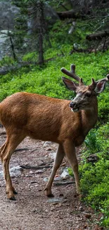 Majestic deer walking along a forest path with lush greenery surroundings.