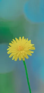 Yellow flower with blue-green bokeh background.