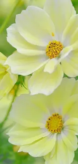 Light yellow flowers with lush green background.