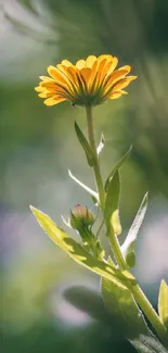 Yellow flower and green leaves in sunlight wallpaper.