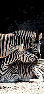 Peaceful zebra family resting in sunlight, showcasing natural black and white stripes.