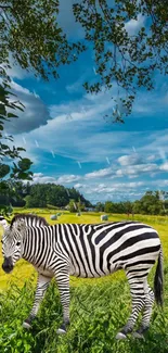 Zebra in vibrant summer field landscape under a blue sky.