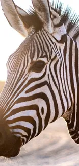 Close-up of a zebra with sunlight highlighting its stripes.