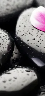 Smooth black stones with a pink petal on a wet surface, perfect for zen vibes.